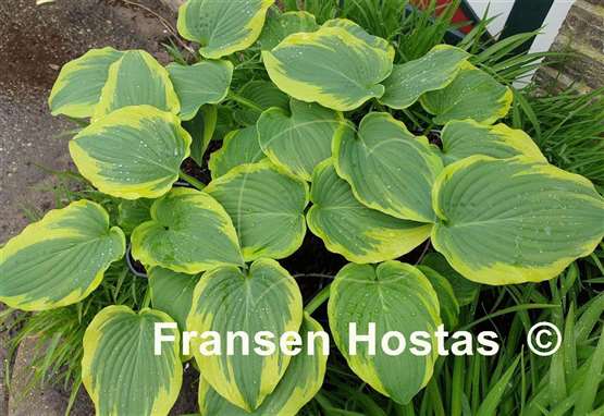 Hosta Looking Great